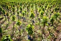 Vine Rows Ã¢â¬â Italian Vineyard on Mount Etna, Sicily